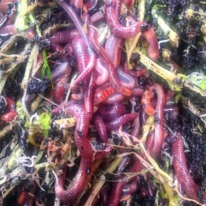WORMS PER 20 TUB